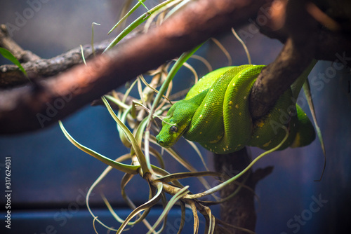 snake in zoo