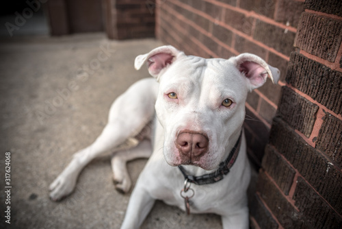 portrait of dog