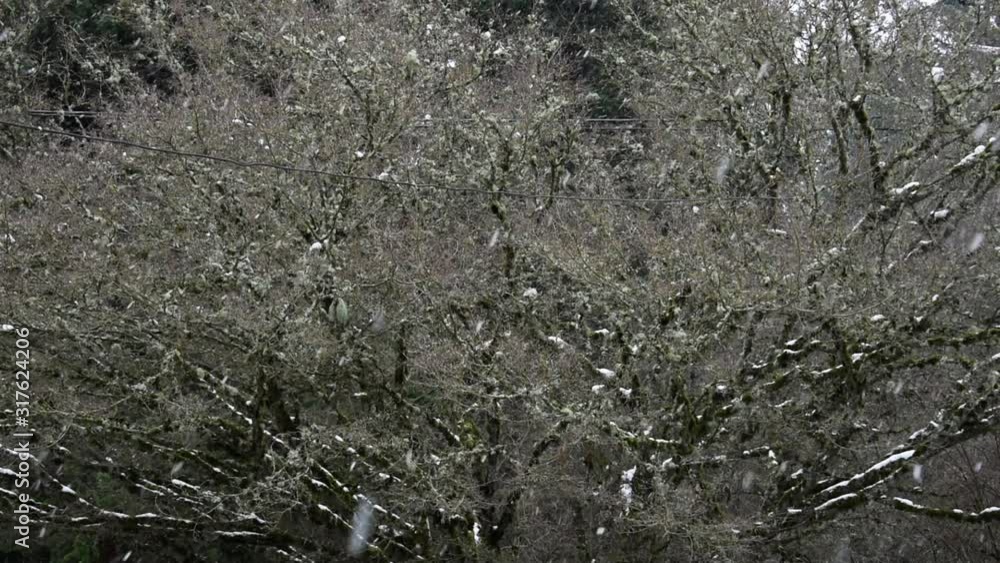Lightly falling snow on a winter day against deciduous tree, power lines Lightly falling snow on a winter day against deciduous tree, power lines