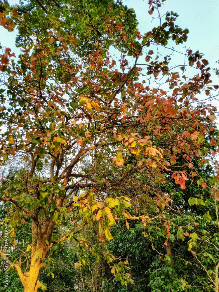 autumn leaves on tree
