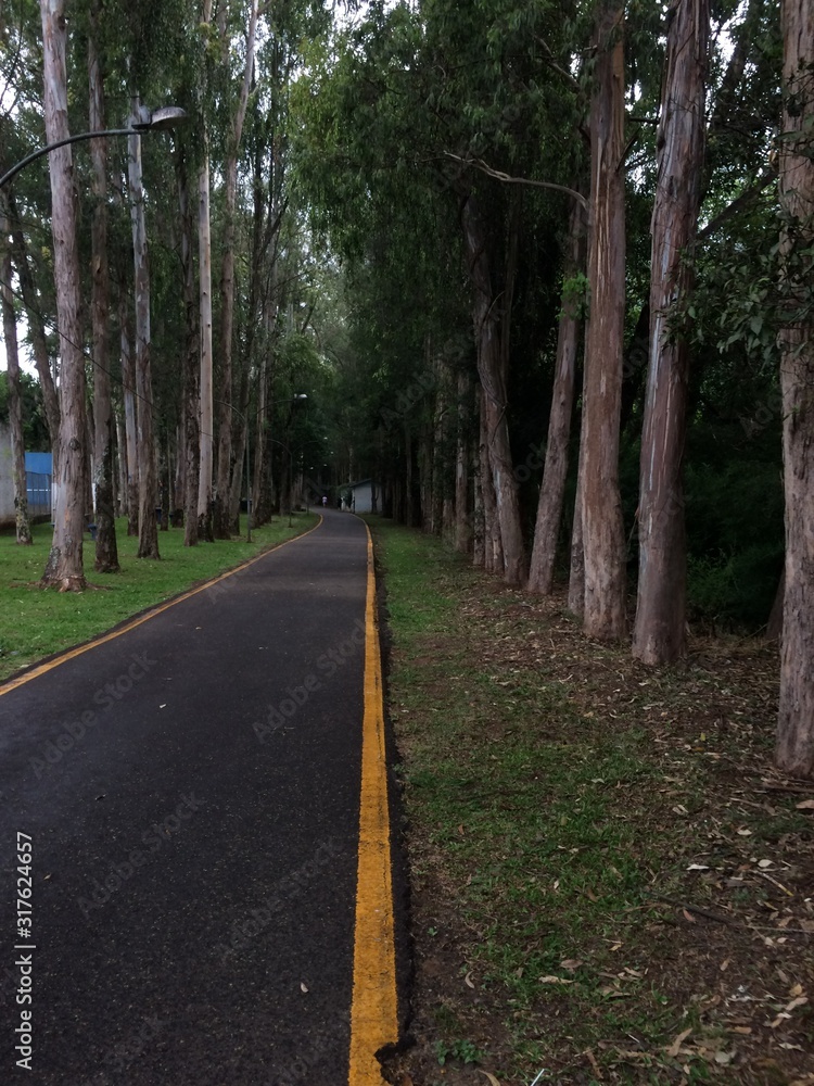 Obraz premium road in forest