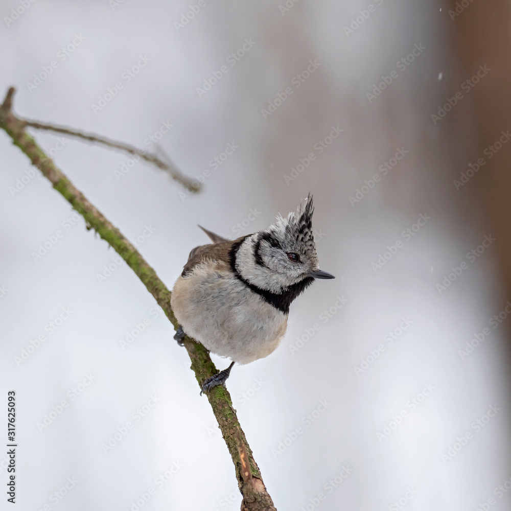 Fototapeta premium The European crested tit, or simply crested tit (Lophophanes cristatus) is a passerine bird in the tit family Paridae.