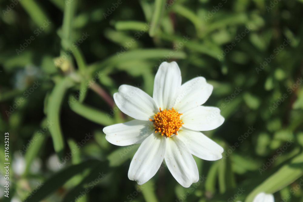 Shepherd's Needle Flower Shepherd's Needle Flower