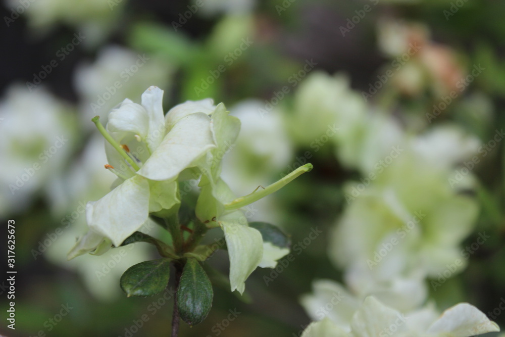 Fototapeta premium Thriving White Blossoms