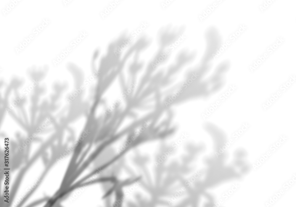Summer background of shadows of leaf branches on a white wall. Blurry black-and-white image to overlay on a photo or mockup. Summer background of shadows of leaf branches on a white wall. Blurry black-and-white image to overlay on a photo or mockup.