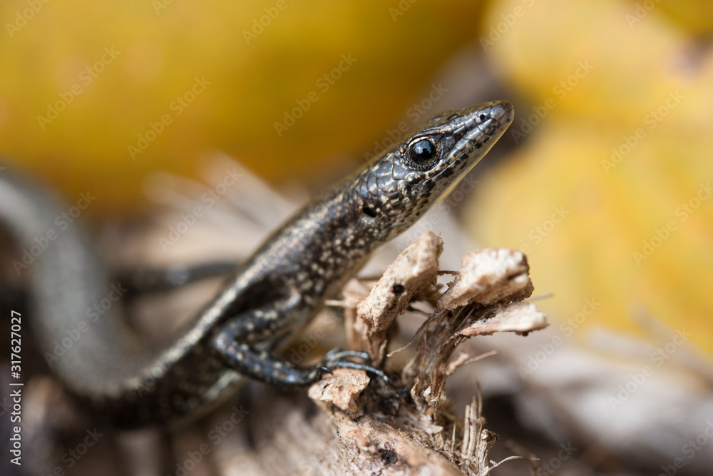 Naklejka premium トカゲ オガサワラトカゲ