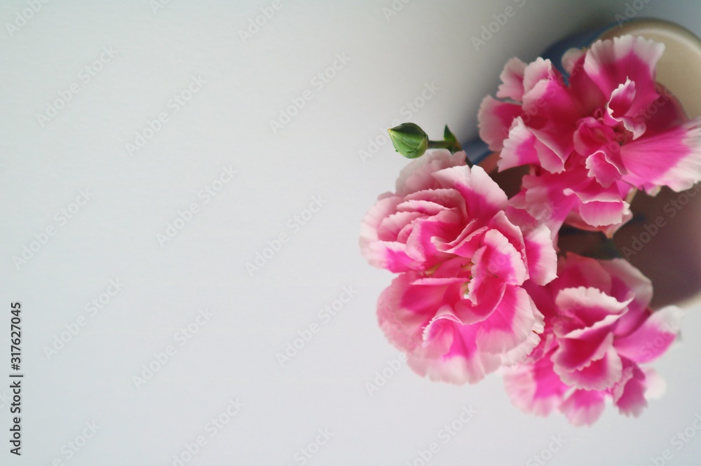 Fototapeta premium 花 カーネーション ピンク 愛 屋内