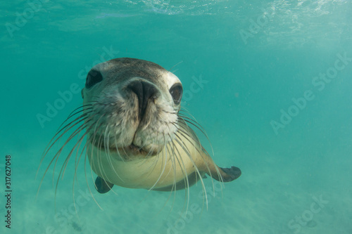 Australian Sea Lion  © Richard Carey