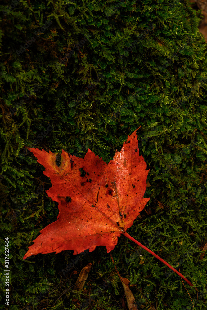Fototapeta premium Flat Orange Leaf Rests on Moss