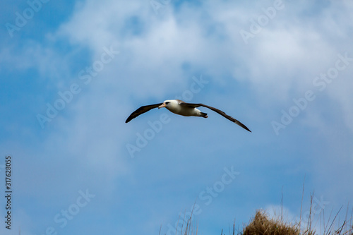 空を飛ぶコアホウドリ photo