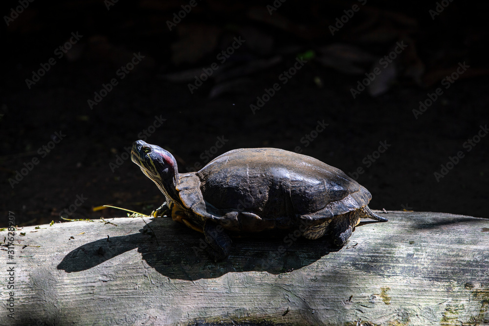 Obraz premium turtle on tree