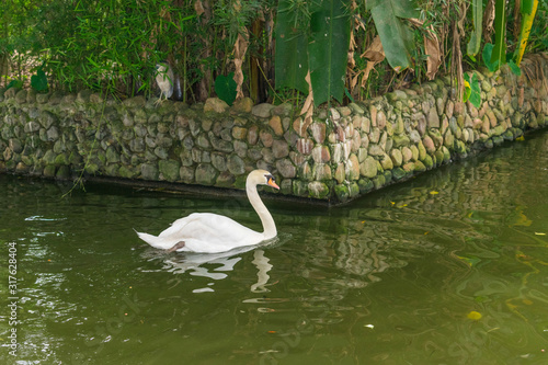 Fototapeta Naklejka Na Ścianę i Meble -  white swan on lake