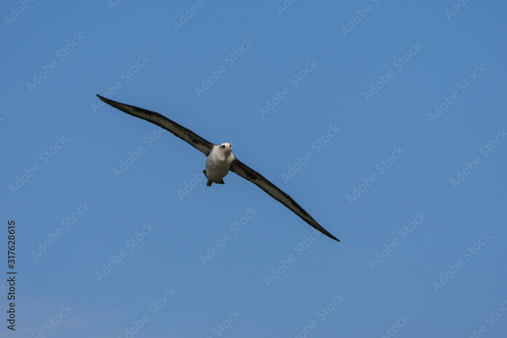 空を飛ぶコアホウドリ 空を飛ぶコアホウドリ