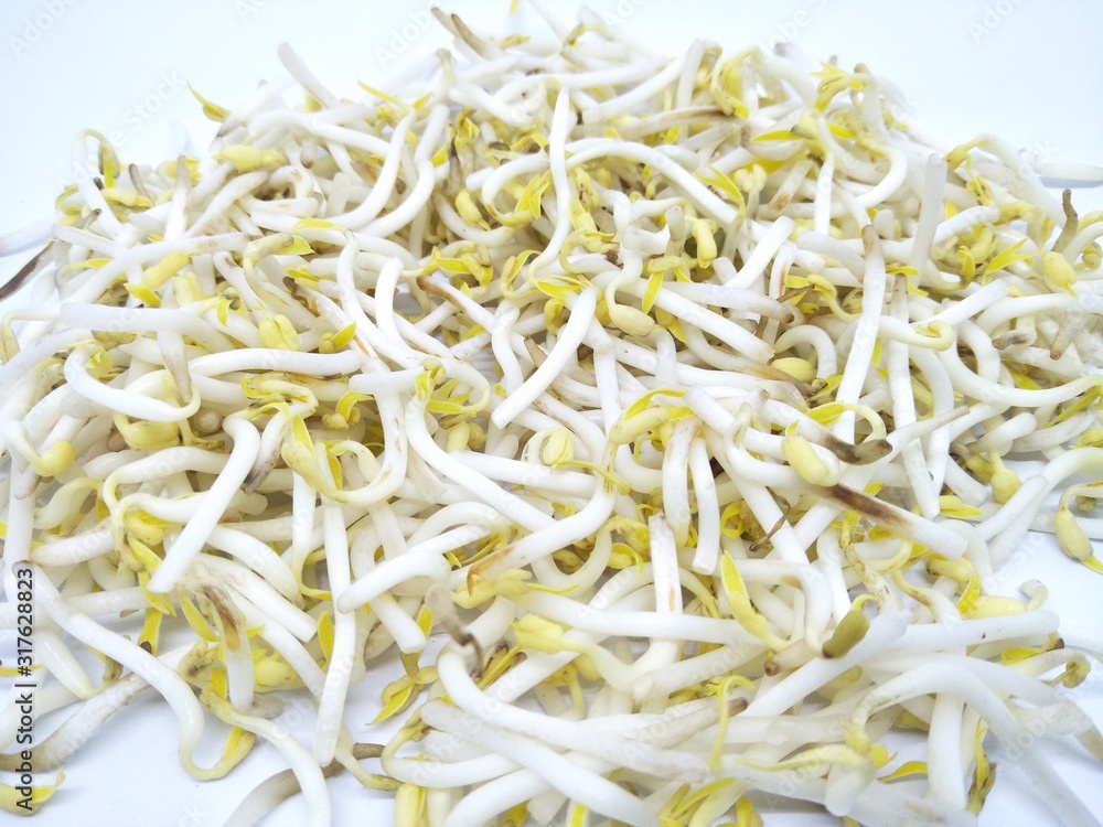 Hand hold fresh Bean kecambah sprout or tauge or toge or taoge from mung beans. Common in Eastern Asian cuisine, made from sprouting beans. Deep of field pile of bean sprouts pattern isolated white 