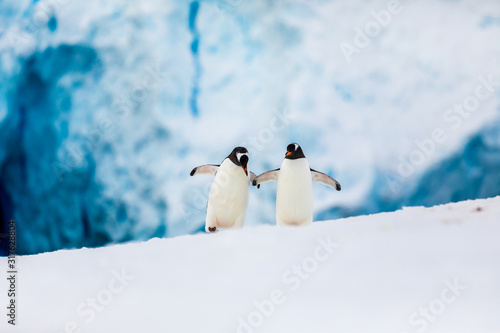 Gentoo penguin couple cuddling, courting, walking in wild nature, near snow and ice caves. Pair of two penguins as friends or in love. Bird behavior wildlife scene from nature in Antarctica.