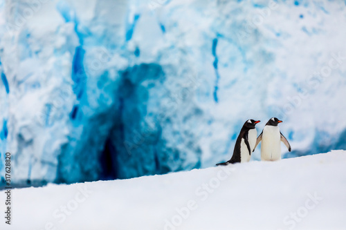 Gentoo penguin couple cuddling  courting  walking in wild nature  near snow and ice caves. Pair of two penguins as friends or in love. Bird behavior wildlife scene from nature in Antarctica.