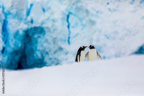 Gentoo penguin couple cuddling, courting, walking in wild nature, near snow and ice caves. Pair of two penguins as friends or in love. Bird behavior wildlife scene from nature in Antarctica.