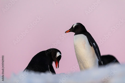 Gentoo penguin couple courting and mating in wild nature  near snow and ice under pink sky. Pair of penguins interacting with each other. Bird behavior wildlife scene from nature in Antarctica.