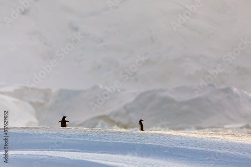 Pair of gentoo penguins in wild nature, near snow and ice mountains. Pair of penguins interacting with each other. Bird behavior wildlife scene from nature in Antarctica.