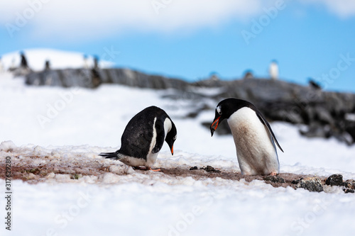 Gentoo penguin couple courting and mating in wild nature  near snow and ice. Pair of penguin giving rock pebble to other penguin. Bird behavior wildlife scene from nature in Antarctica.