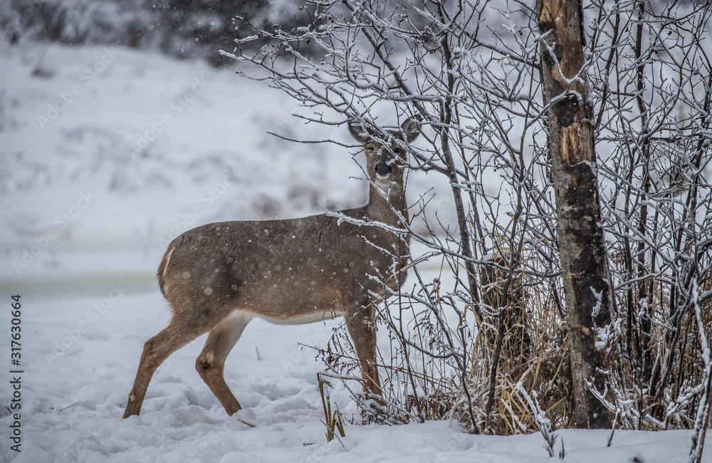 white-tailed deer in winter storm white-tailed deer in winter storm