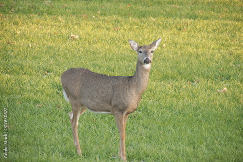 deer in the grass