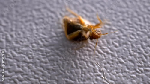 Bed bug close up. annoying blood-sucking insect fell under stream of poison from spray. Fighting with chemicals