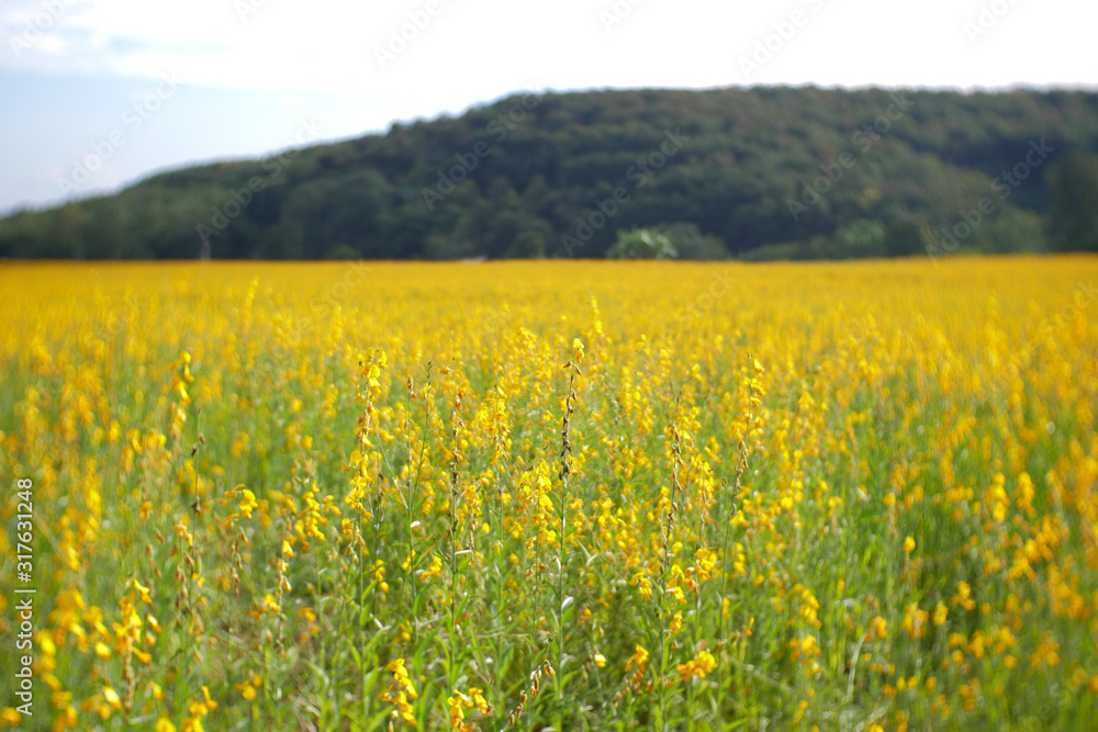 field of yellow flowers nature background. yellow flower farm outdoor summer