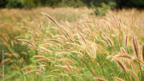 field of wheat nature background, cattails flower outdoor summer