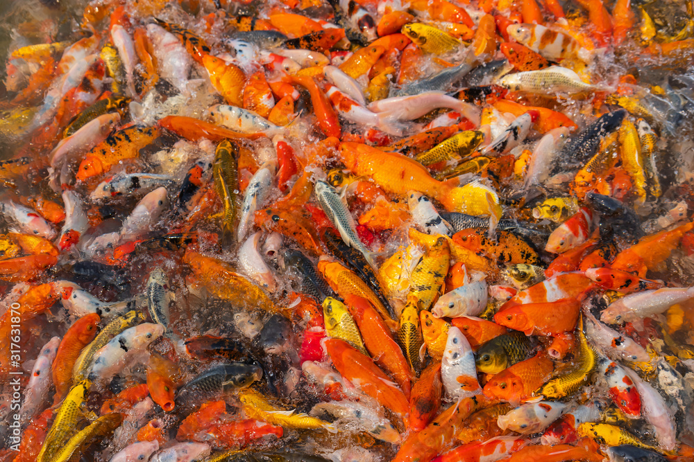 Colorful koi fish float on a pond, In the late morning of the fresh air , .Feed the fish and watch the fish compete for food. Colorful koi fish float on a pond, In the late morning of the fresh air , .Feed the fish and watch the fish compete for food.