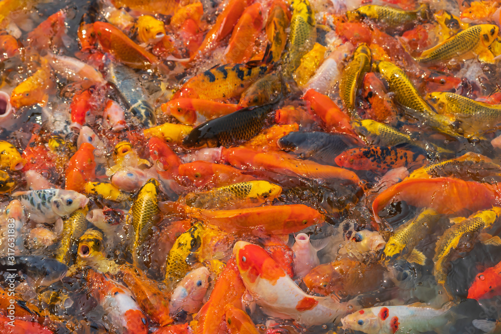 Colorful koi fish float on a pond, In the late morning of the fresh air , .Feed the fish and watch the fish compete for food. Colorful koi fish float on a pond, In the late morning of the fresh air , .Feed the fish and watch the fish compete for food.