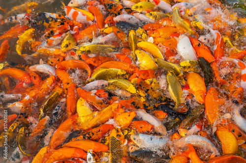 Colorful koi fish float on a pond, In the late morning of the fresh air , .Feed the fish and watch the fish compete for food.