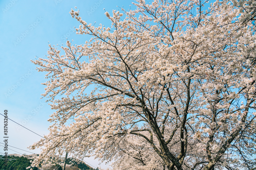 Cherry blossom at riverbank park of Shiroishi River Cherry blossom at riverbank park of Shiroishi River