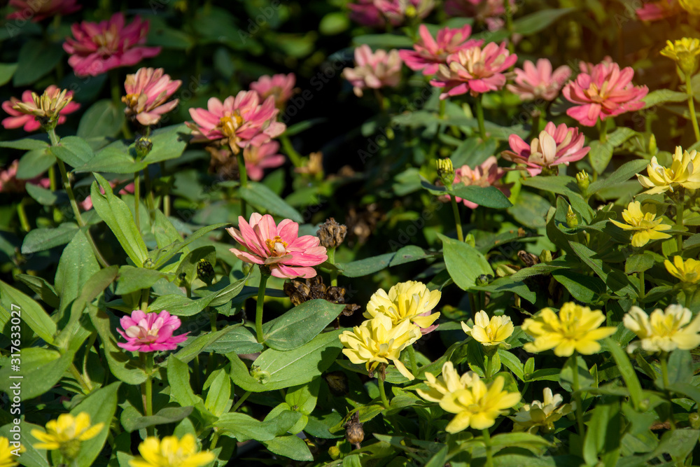 Field of pink and yellow Zinnia blooming flowers garden