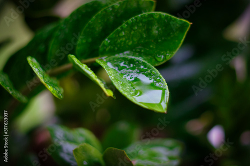 green leaf with water drops and dark background