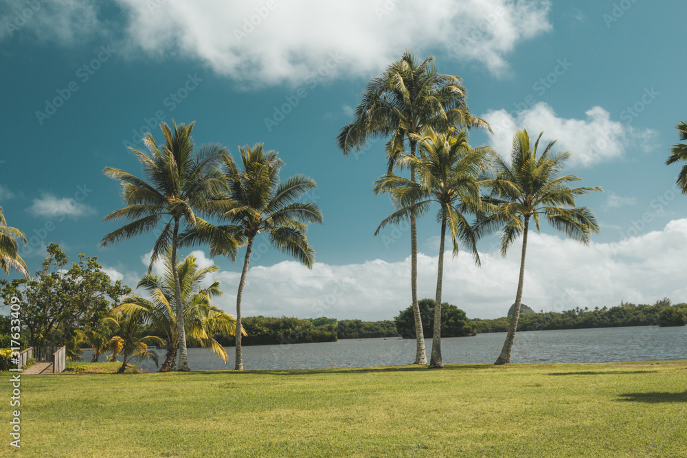 palm trees on the beach