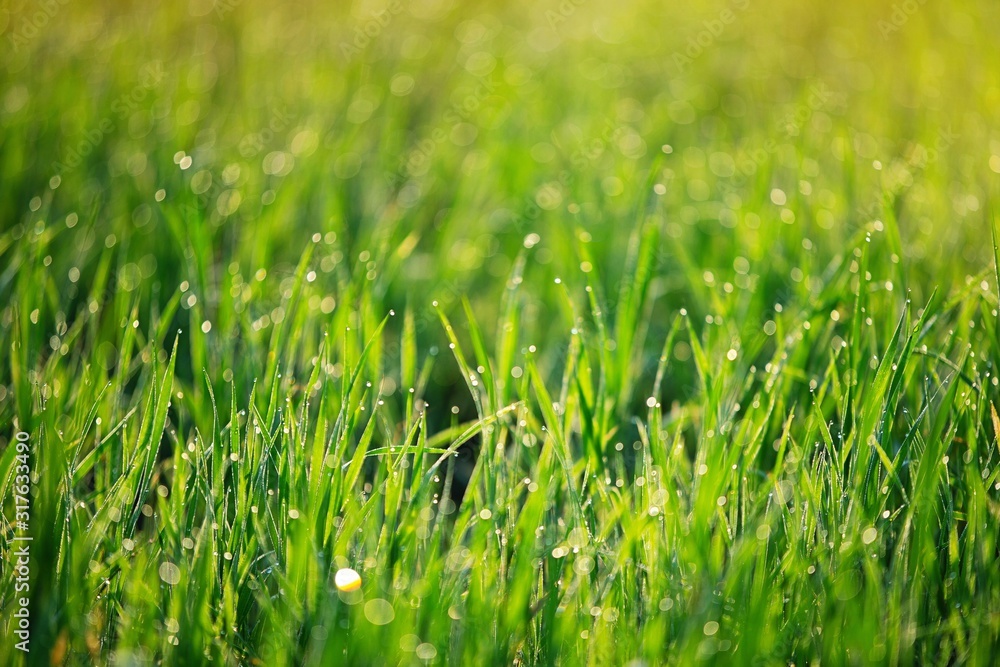 green grass with water drops green grass with water drops