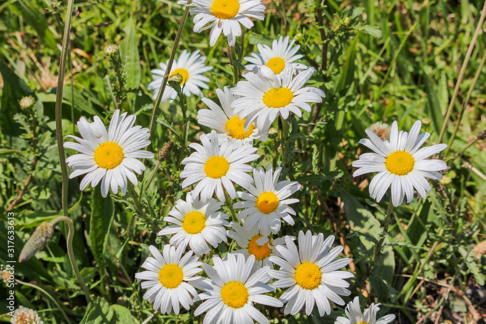 Field field with white daisy’s. Field field with white daisy’s.