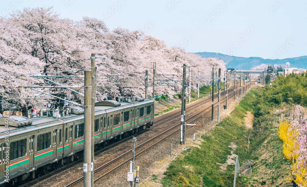 Tohoku train with full bloom of sakura