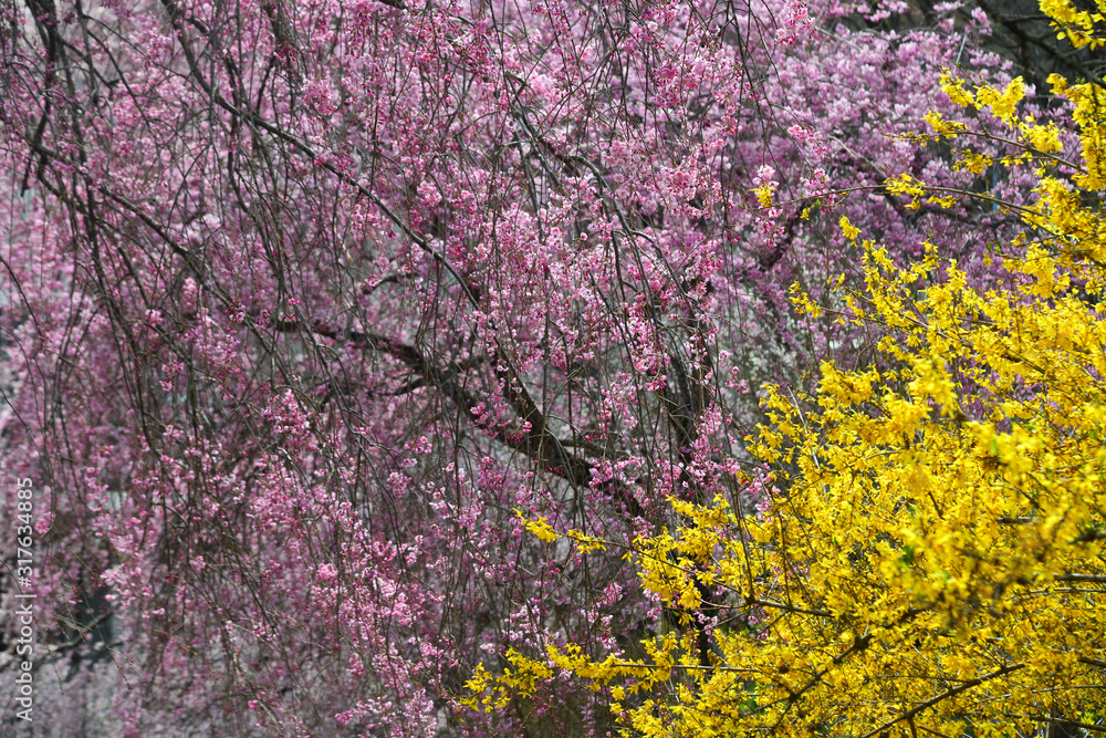 Cherry blossom at riverbank park of Shiroishi River Cherry blossom at riverbank park of Shiroishi River