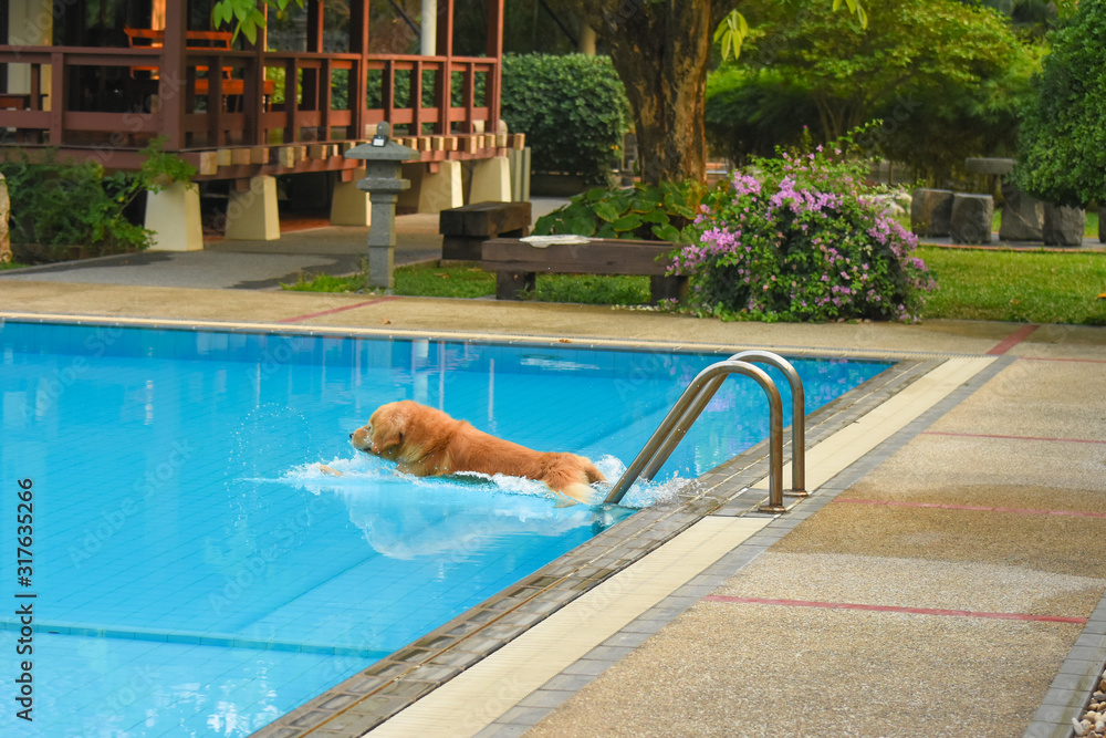 Golden Retriever Jumping in Swimming Pool Stock Photo | Adobe Stock
