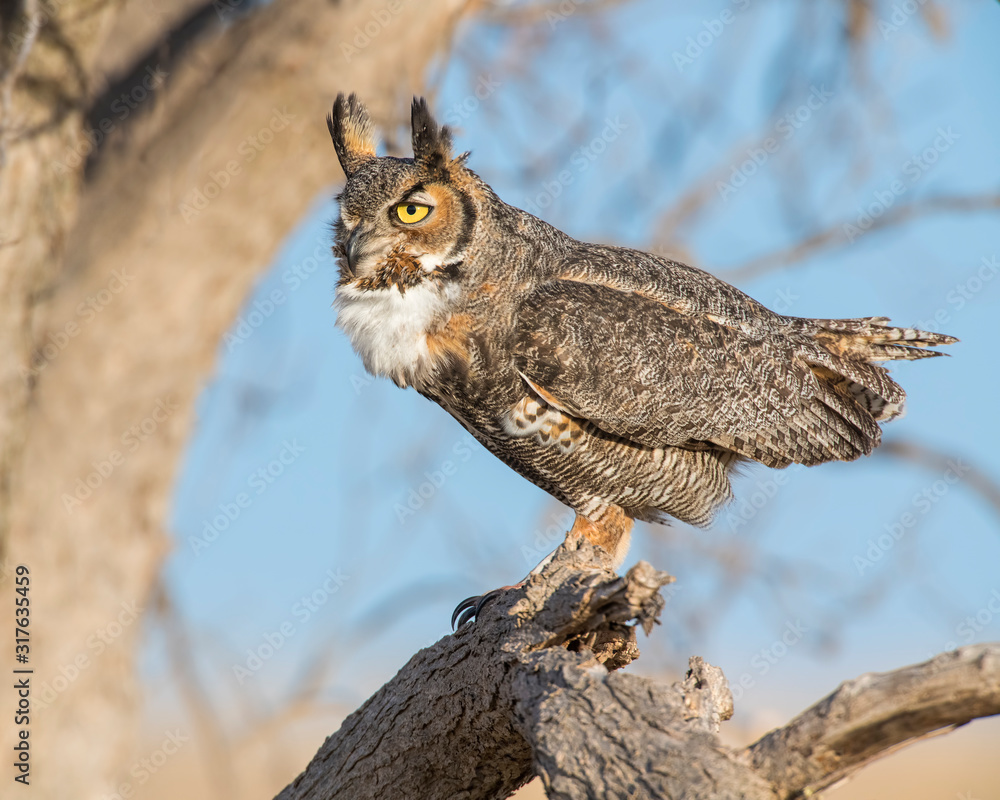 Obraz premium Great Horned Owl