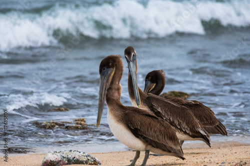 Three wounded pelicans by the shore in La Ventana,  Baja California Sur