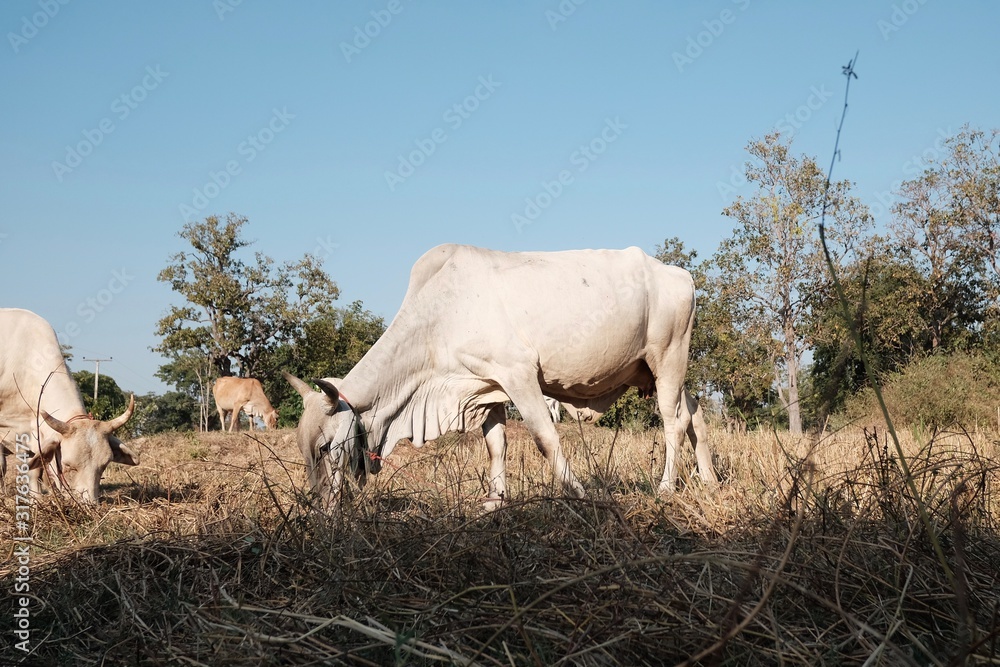 White cows are eating grass in the fields after harvest White cows are eating grass in the fields after harvest