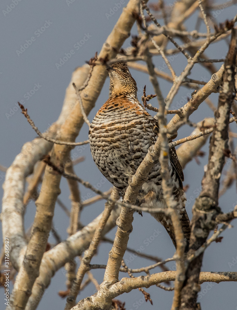 Fototapeta premium ruffed grouse in tree top eating seeds