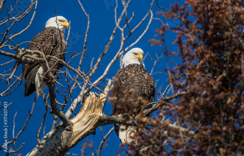 Fotografia, Obraz bald eagles perched on tree branch