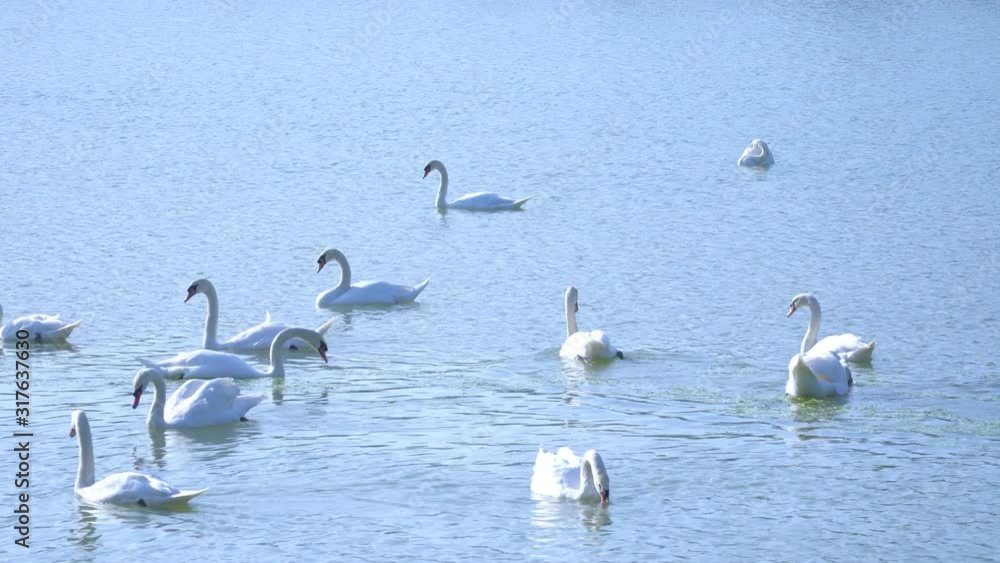 4K Wide shot group of beautiful white swan swimming in the lake. Swan lake wildlife nature, love and environmental protection concept. 4K Wide shot group of beautiful white swan swimming in the lake. Swan lake wildlife nature, love and environmental protection concept.