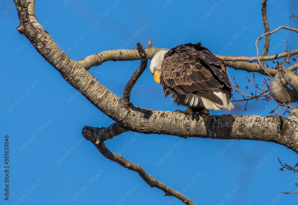 bald eagles perched on tree branch bald eagles perched on tree branch