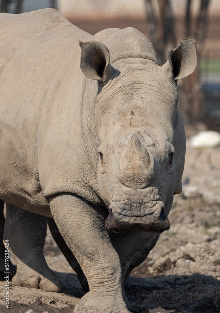Obraz premium Close up White Rhinoceros Isolated on Blurry Background