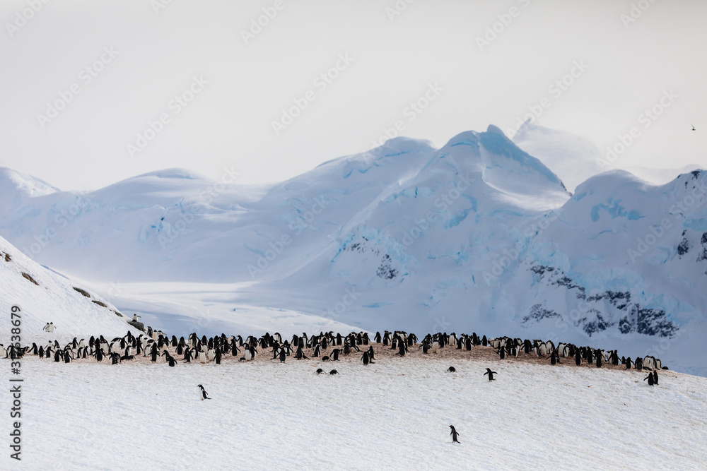 Group of gentoo penguins on the snow at a rookery on the shore of Antarctica ith mountains and sky in the background